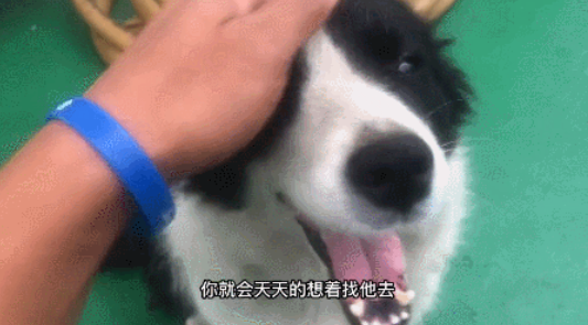 戒色博主晒18岁边牧,说它长寿是没见过母狗!网友破防:难怪我能活到20岁...
