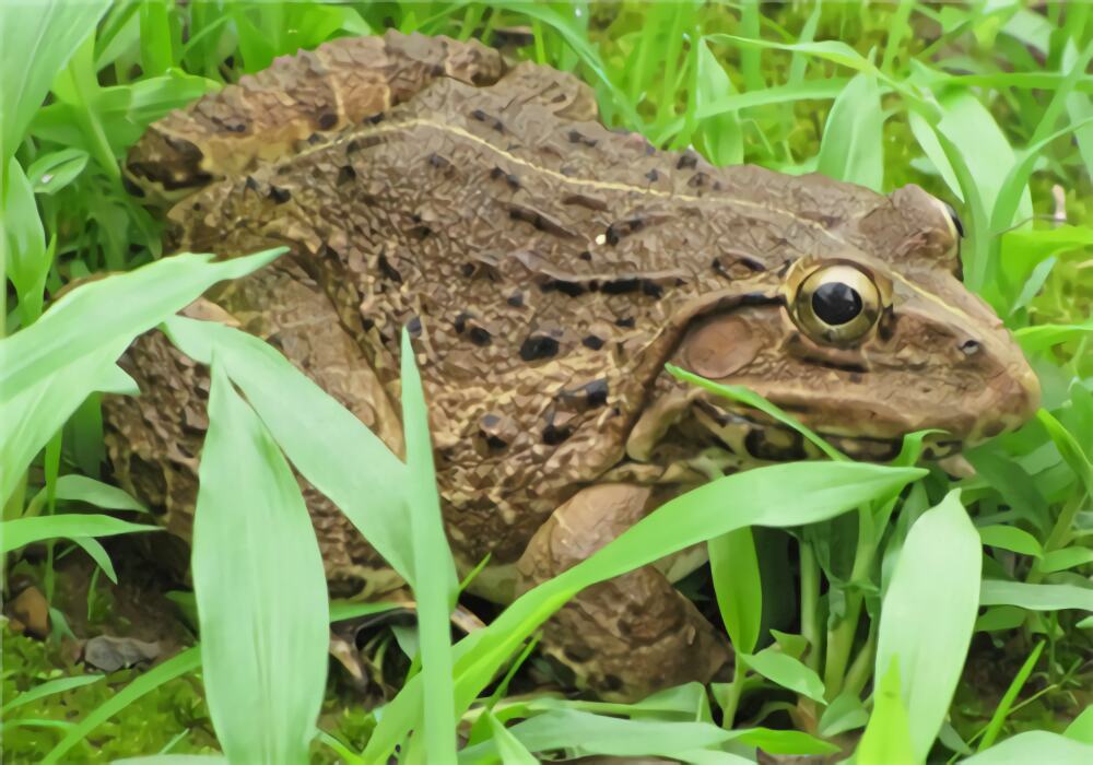 虎纹蛙身份信息