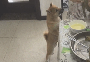 主人们偷吃大餐柴犬叼着碗小跑步回来:餐厅厨房还有我柴柴的坐位吗?
