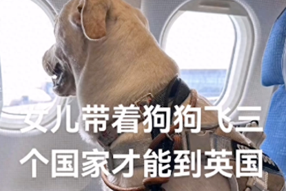女儿要去英国留学,爸爸担心她会孤单,便决定将狗狗也送去陪她!