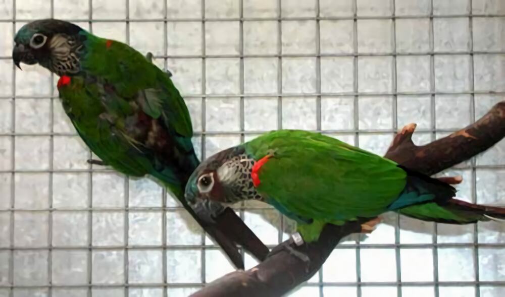 彩绘锥尾鹦鹉身份信息