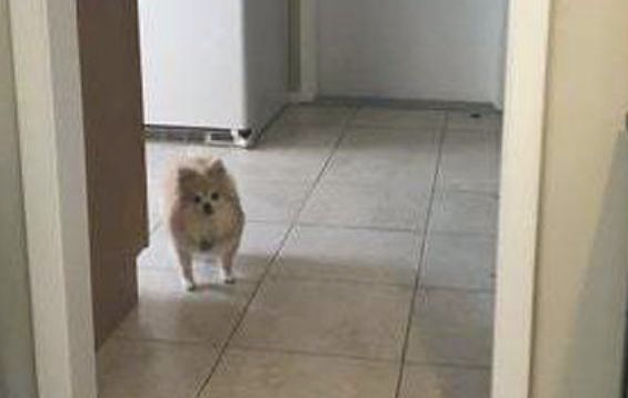 主人在家中办公,狗狗每日都歪着脑袋一脸疑惑看他:你也是下岗了没有