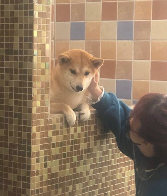 柴犬在冲澡以前,主人还去给它做观念提前准备,狗:趁机讹一下主人