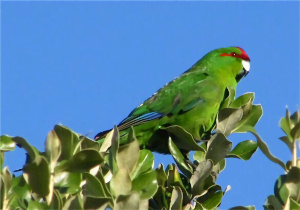 红额鹦鹉身份信息