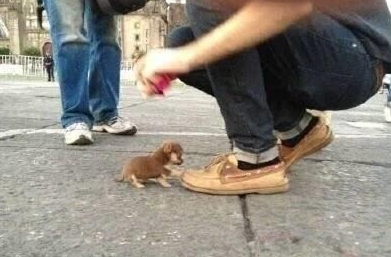 小奶狗走到路人脚下，伸出爪子挡路的模样萌化了，恭喜碰瓷成功！