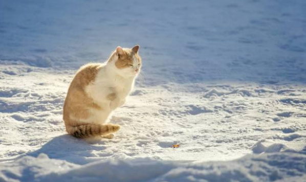 流浪猫上门求收留,竟遭家犬驱逐吓成飞机耳,为了留下它强装镇定