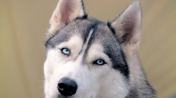 “狗王”出现公园，其他狗都不敢大喘气，当二哈出现后：真打脸！