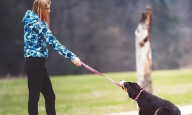 狗狗突然“坏”起来，可能是青春期到了