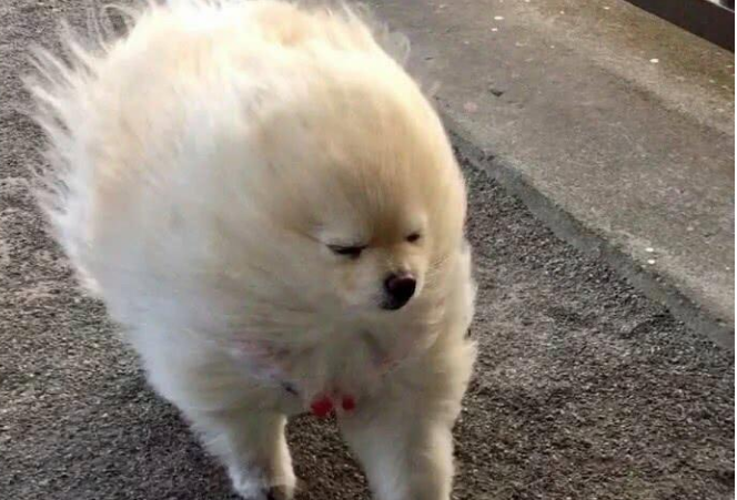 大风天带狗出门遛弯,却遭到路人奇怪的目光