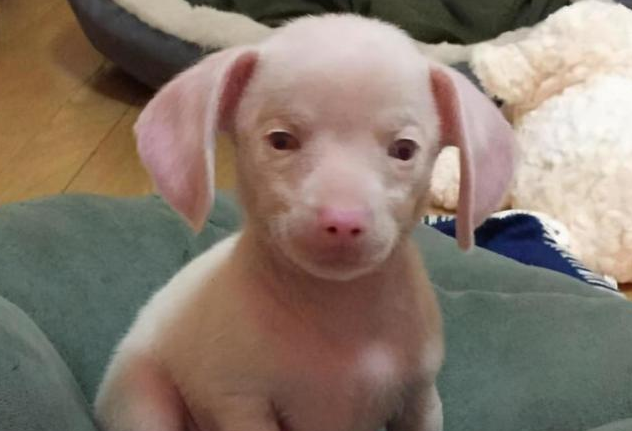 狗狗意外怀孕后,生下独生子,模样让主人看不懂,这不是猪么