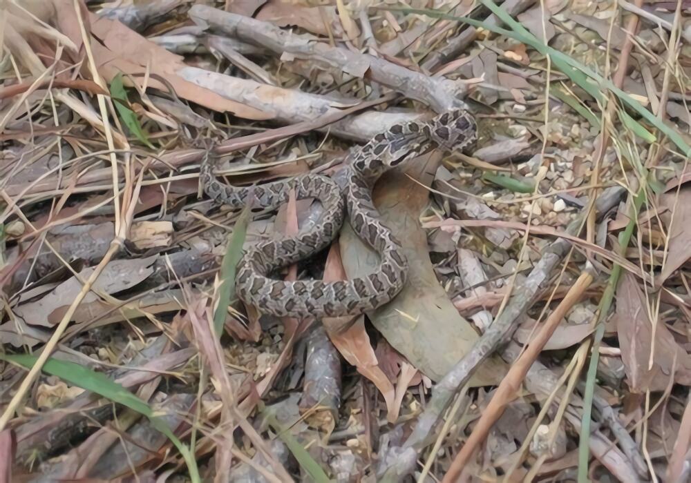 繁花林蛇身份信息