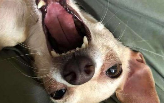 过去对小型犬嗤之以鼻 如今竟成专门救援吉娃娃的暖男!