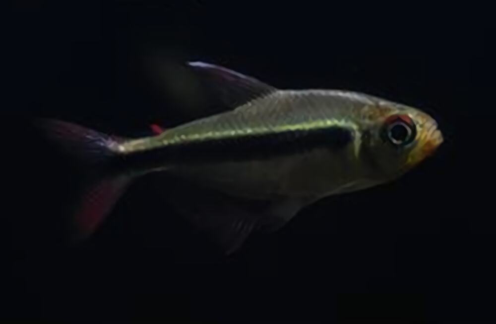 小丑短鲷身份信息