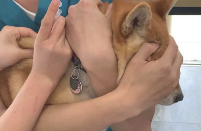 主人家为避免柴犬害怕,给它打针时蒙到了双眼
