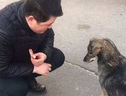 超有灵性流浪狗狗 先握手道谢再咬走食物