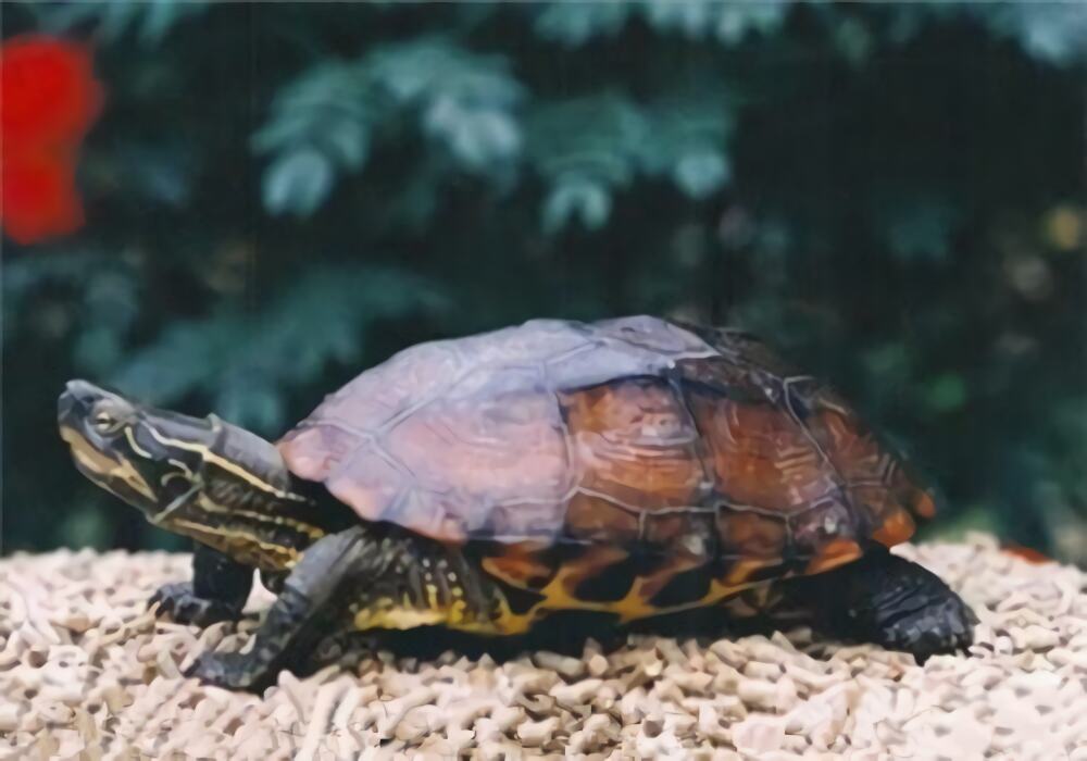 缺颌花龟身份信息