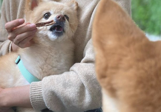 见到其他小狗在吃零食,网民捂着了自己柴犬的双眼:避而远之!