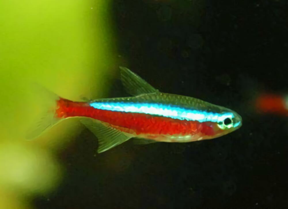 宝莲灯鱼身份信息