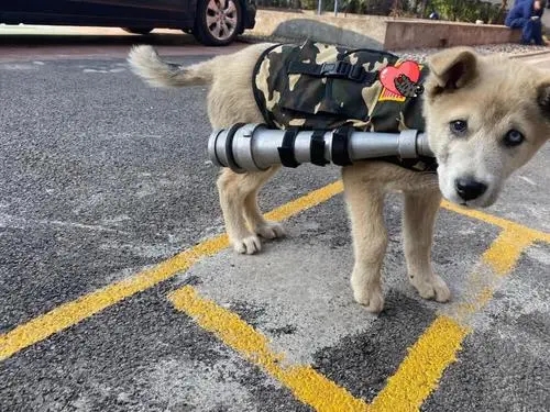 救生犬比人还厉害,特别是重达220斤的巨型犬,凭借本能救人