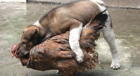 悉尼一对男女为救鸡 遭两只恶犬严重咬伤