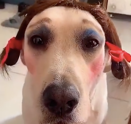 网民画妆先找狗狗练习，进行后的样子“不忍直视”，有点儿可怕呀！