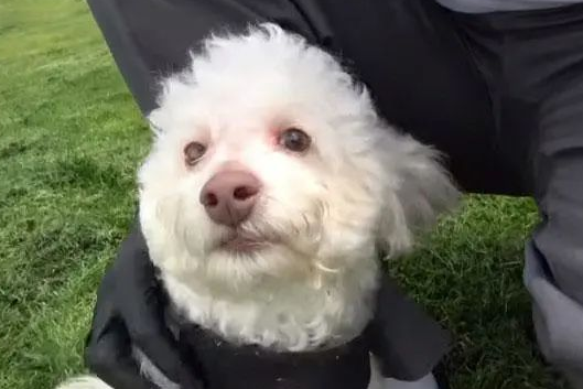 贵宾犬险些被撞,路人靠近就暴咬,救援后才知道它“看不见”