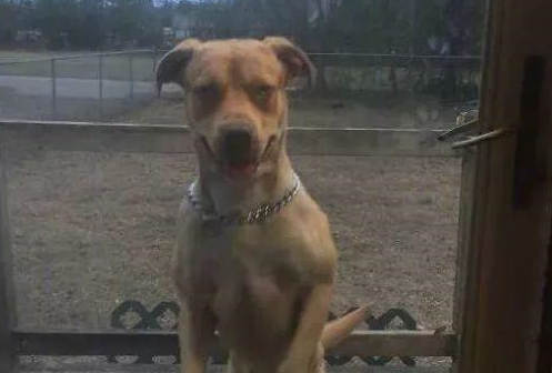 狗狗睡懒觉叫不醒，主人竟直接拿出一把