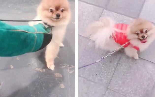 博美犬寄养乡下回来后:变得暴躁、咬人