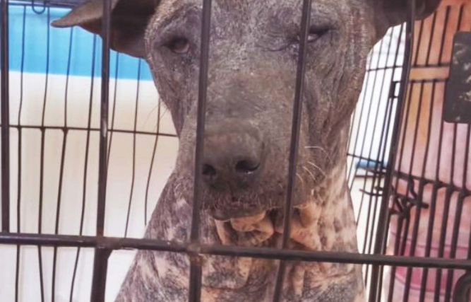 小狗每天挨打,最终还被丢掉,但它为等主人,住在下水道整整的7年