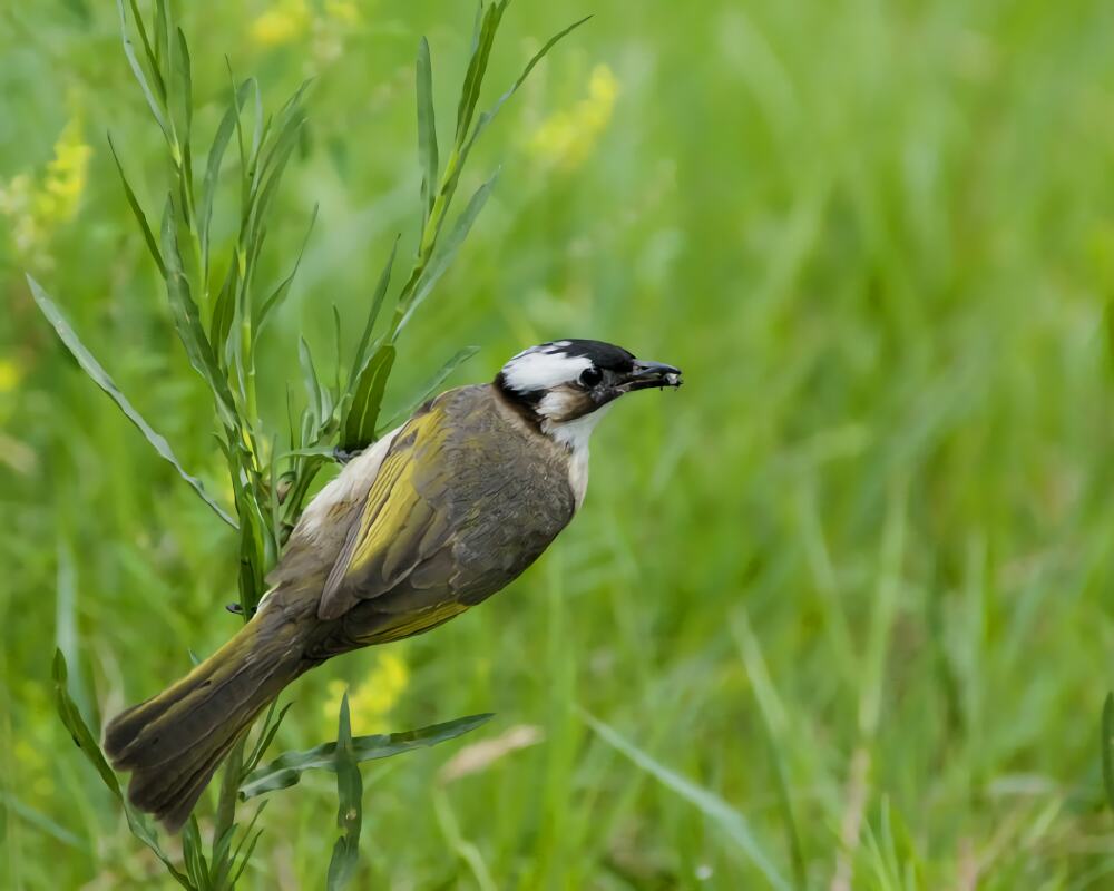 白头鹎身份信息