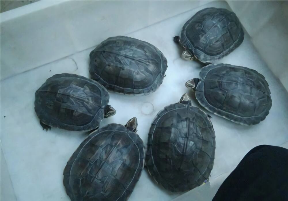 安南龟身份信息