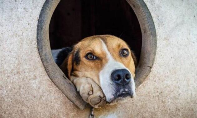 嫌弃狗窝不舒服，狗狗叼来东西自己布置，主人笑喷：这傻狗！