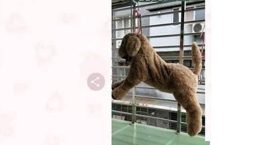 阳台惊现狗狗遭吊挂虐待,得知真相后……当场傻眼!
