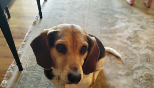 天才狗狗跟小主人同台表演超嗨,边弹钢琴边高歌!