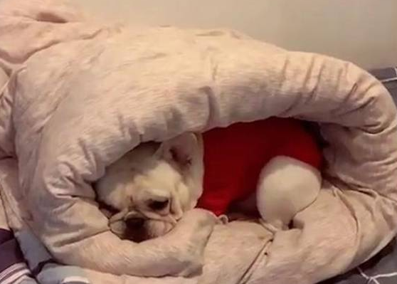 斗牛犬缩进被窝不出来,外面冷