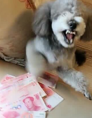主人给了泰迪一叠钱,狗狗把钱据为己有