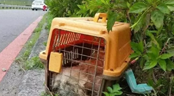 狐狸犬的干枯尸体被装进笼子遭狠心丢弃公园