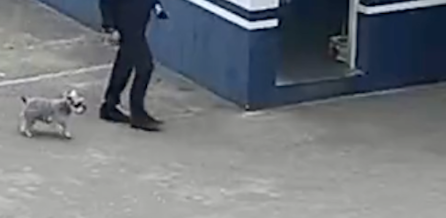 狗狗走丢后跑派出所求助,民警不知它来意送出门外,它又再次进来