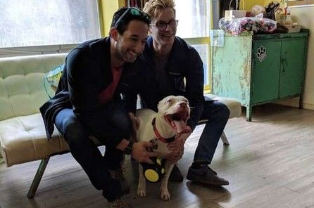 受虐比特犬被收养后 每天都深情凝视主人