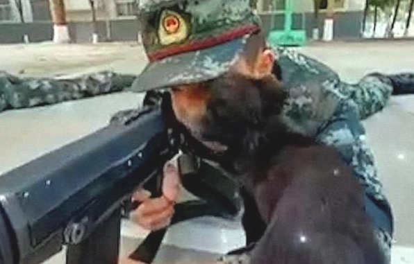 小奶狗趁酷帅士兵不留意,竟悄悄跑来亲脸蛋儿,还趴到其腿上打瞌睡