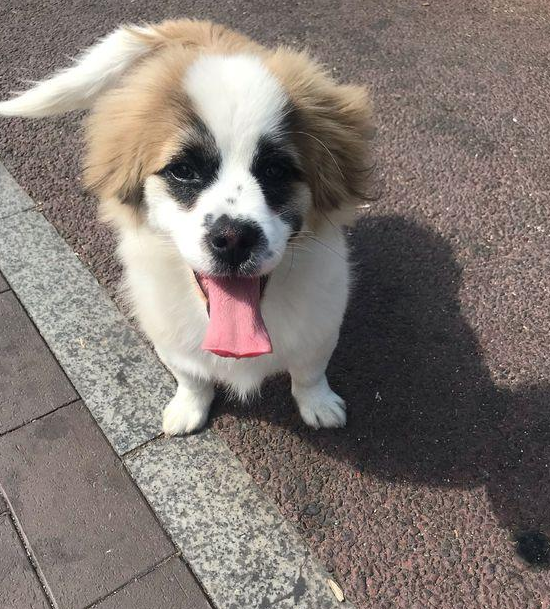 流浪狗跑丢后积极向女生套近乎,见到它寻求帮助的目光,狠不下心撇下它