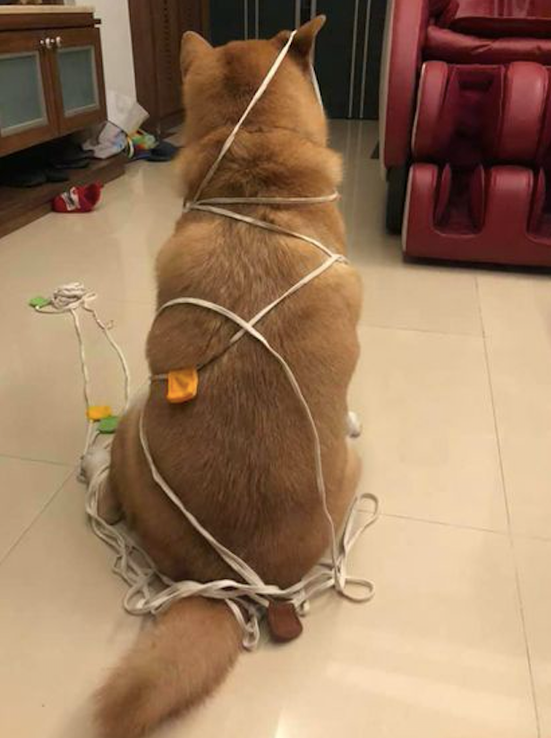 柴犬玩绳索竟把自己捆住了，宽容我笑了！端午特别制作的羊肉棕子？