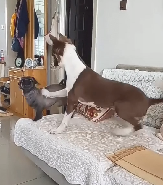 狗狗趁主人不留意,一把将斗牛犬推下布艺沙发