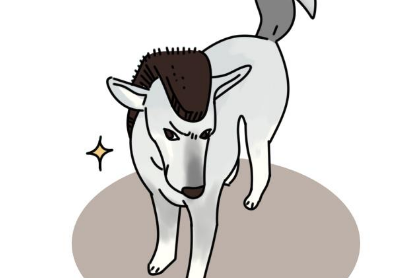 带狗狗去宠物店美容是没必要的?相反,往往还能预防疾病