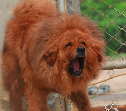 市民被藏獒困在家门口 物业齐心协力牵走狗狗