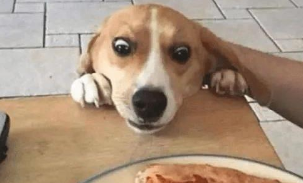 狗偷吃猫罐头，主人特别的惩罚方式，狗：我被封印！