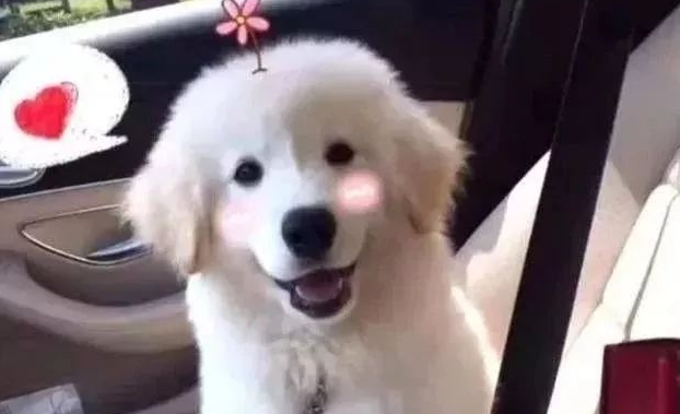 萨摩耶和金毛狗产下了1个小金萨,一出世就震撼任何人!
