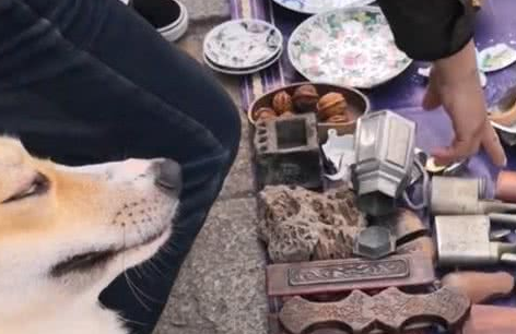 狗狗冲撞古玩摊,撞碎3只瓷器,主人:狗赔给你