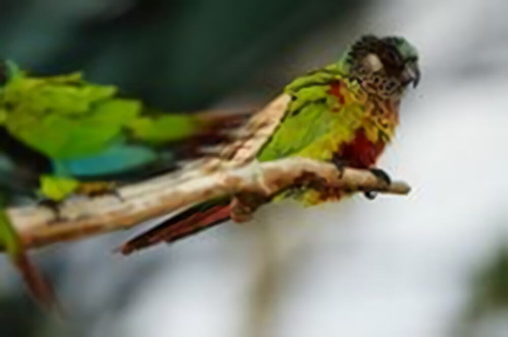 彩绘锥尾鹦鹉身份信息