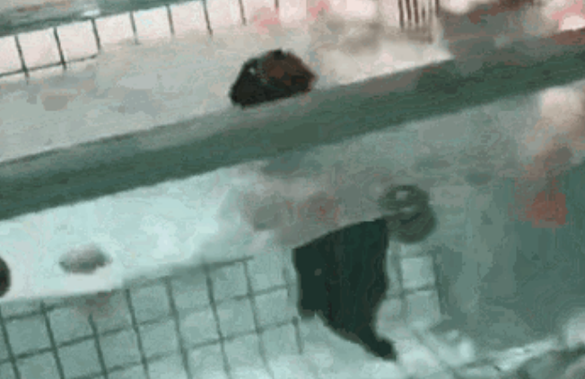 法斗犬泳池内溺亡，主人却在旁笑着拍视频：“你看它都不会游泳哎～”